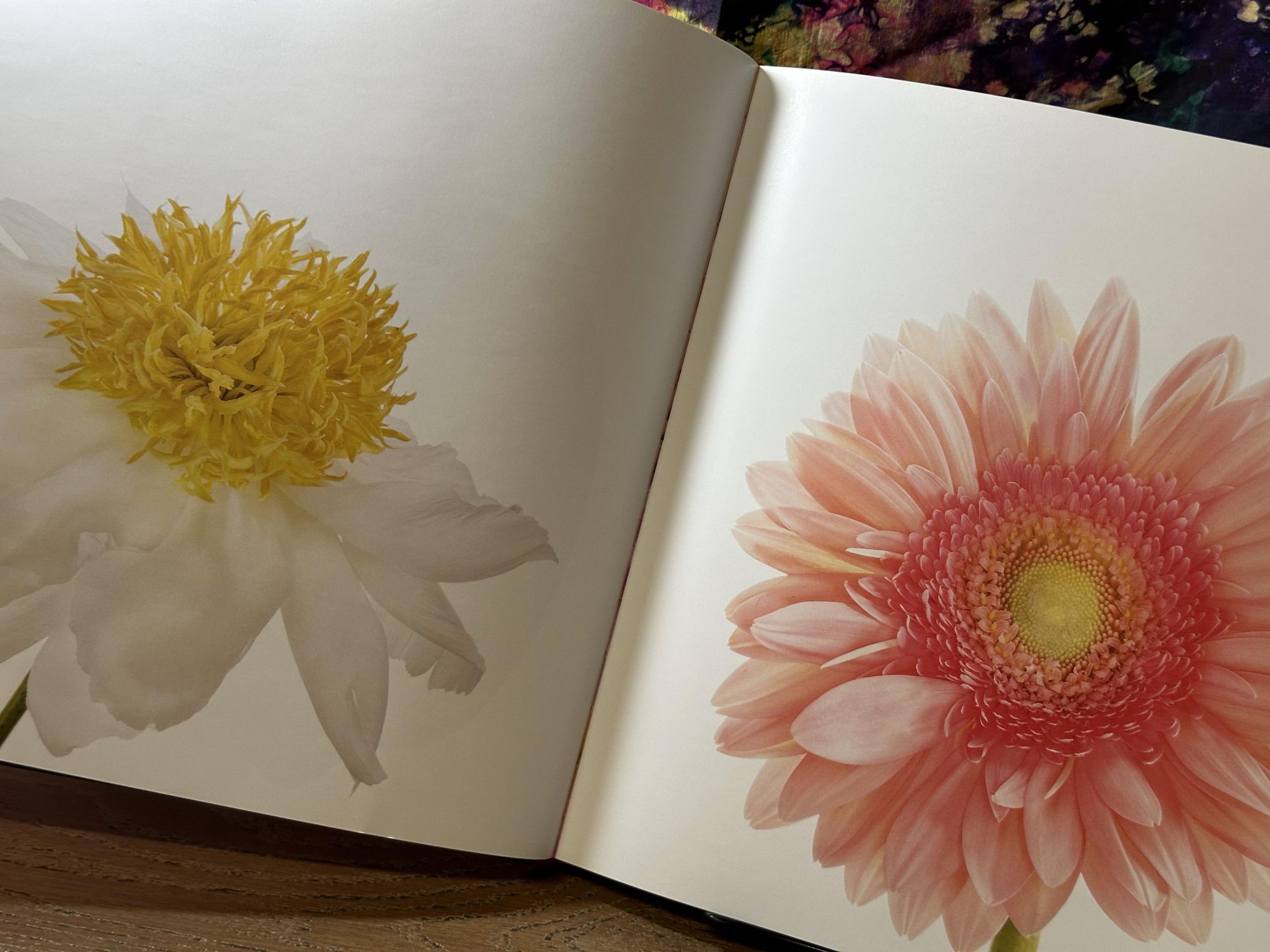 Flowers in Transition | Susan Michal | 1st edition